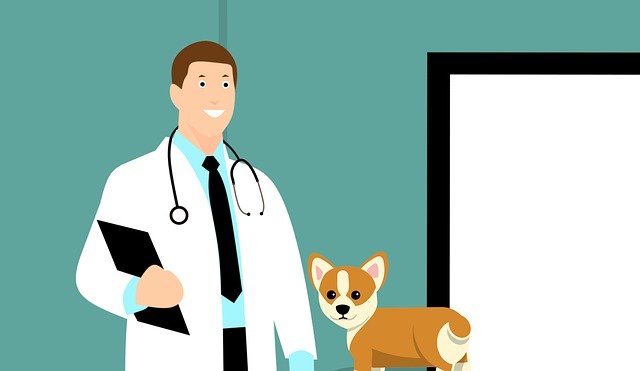 Commencez par faire une consultation vétérinaire 