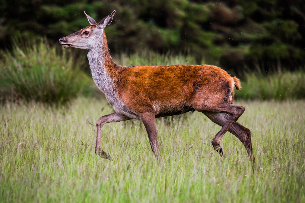 Illustration Les animaux sauvages apprivoisent leur nouvel habitat au cœur de l'Oise